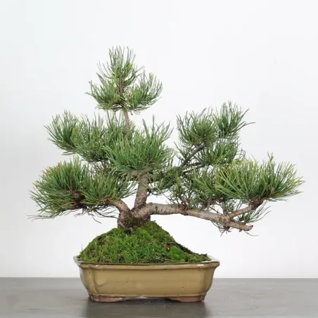 BONSAI PIN MUGO 1-18