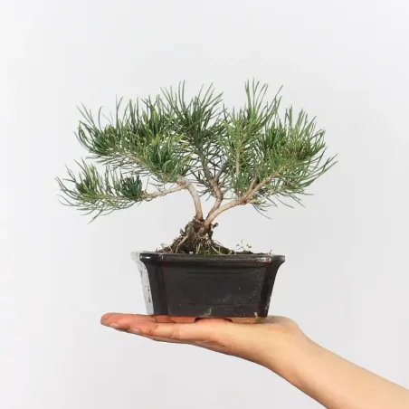 BONSAI SHOHIN PIN MUGO 1-20