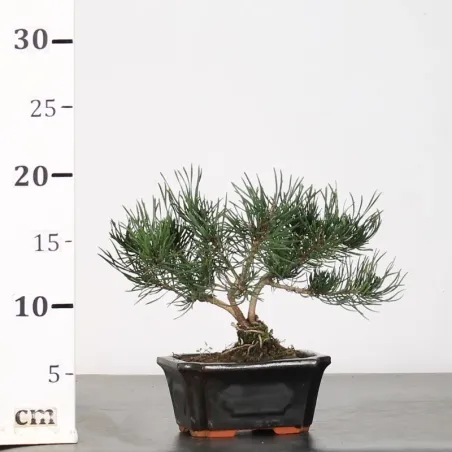 image supplémentaire - BONSAI SHOHIN PIN MUGO 1-20