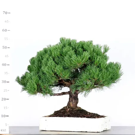 image supplémentaire - PREBONSAI PIN MUGO 2-1
