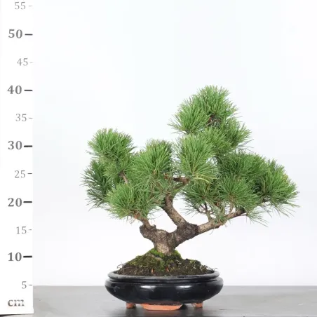 image supplémentaire - BONSAI PIN MUGO 2-2