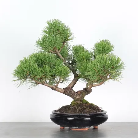 Pin mugo bonsai PM-2-2