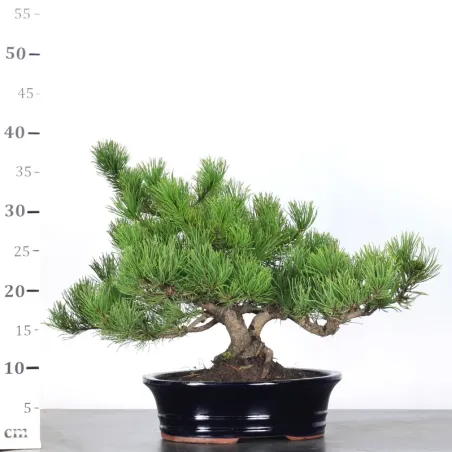image supplémentaire - BONSAI PIN MUGO 2-3