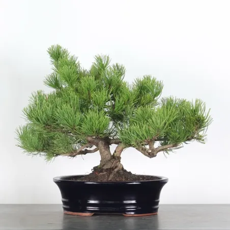 Mugo Bonsai Pine PM-2-3
