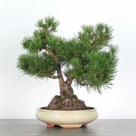 image supplémentaire - BONSAI PIN MUGO 2-4