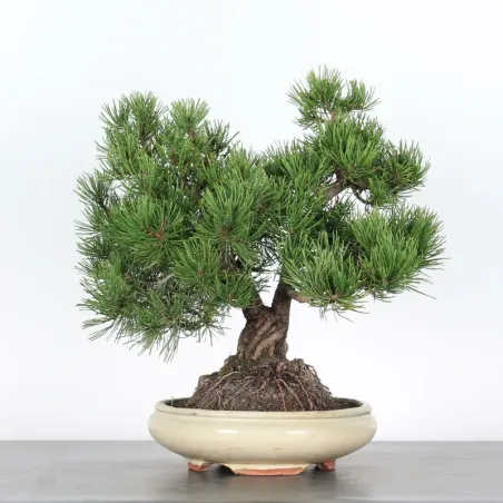 Mugo Bonsai Pine PM-2-4