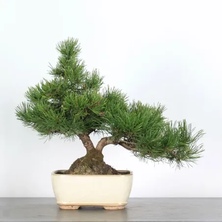 Pin mugo bonsai PM-2-5