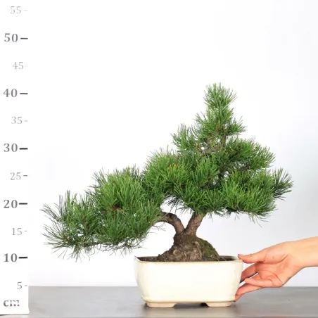 image supplémentaire - BONSAI PIN MUGO 2-5