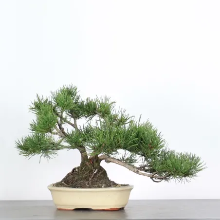 Pin mugo bonsai PM-2-6