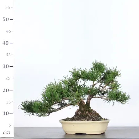 image supplémentaire - BONSAI PIN MUGO 2-6