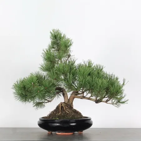 Pin mugo bonsai PM-2-7