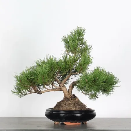 image supplémentaire - BONSAI PIN MUGO 2-7