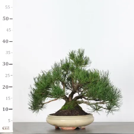 image supplémentaire - BONSAI PIN MUGO 2-8
