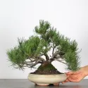 BONSAI PIN MUGO 2-8