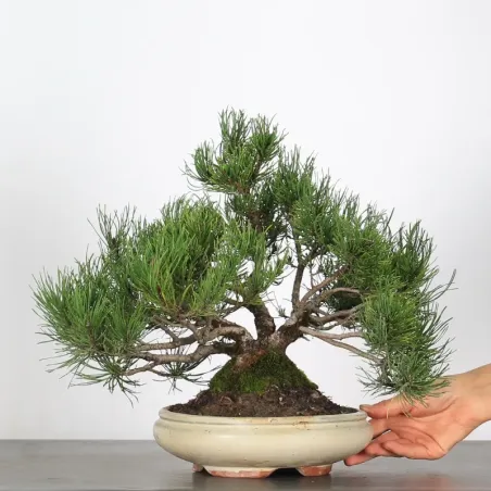Pin mugo bonsai PM-2-8