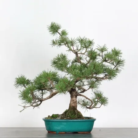 image supplémentaire - BONSAI PIN MUGO 2-10