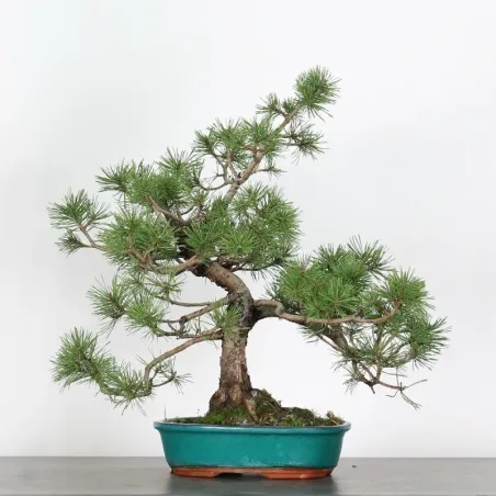 Pin mugo bonsai PM-2-10