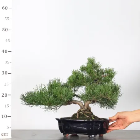 image supplémentaire - BONSAI PIN MUGO 2-11