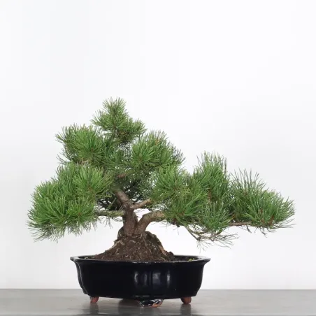 BONSAI PIN MUGO 2-11