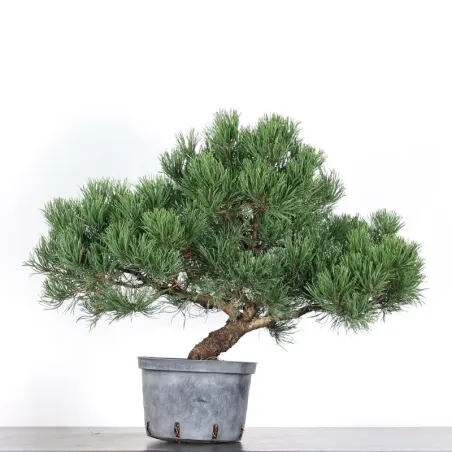 PREBONSAI PIN MUGO 2-12