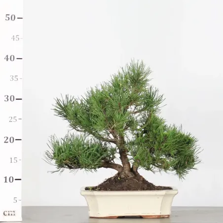 image supplémentaire - BONSAI PIN MUGO 2-14