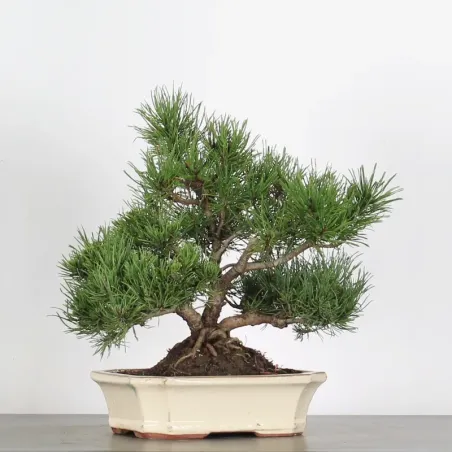 BONSAI PIN MUGO 2-14