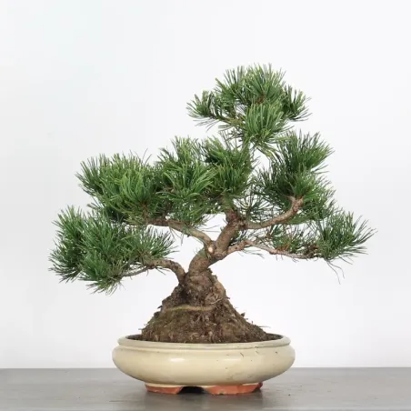 Pin mugo bonsai PM-2-15