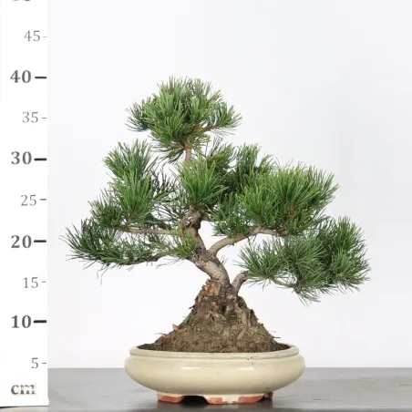 image supplémentaire - BONSAI PIN MUGO 2-15