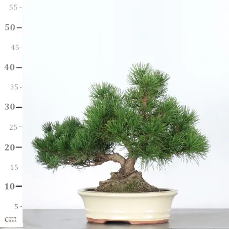 image supplémentaire - BONSAI PIN MUGO 2-16