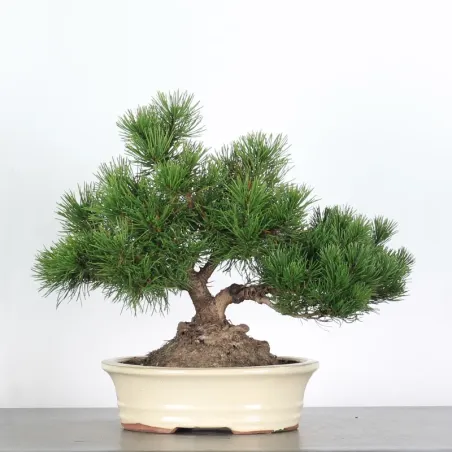 BONSAI PIN MUGO 2-16