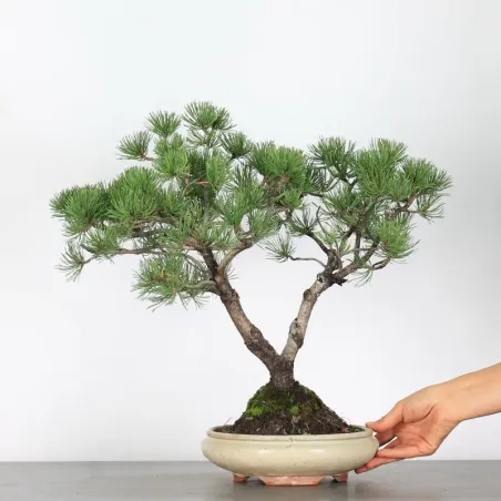 BONSAI PIN MUGO 2-18