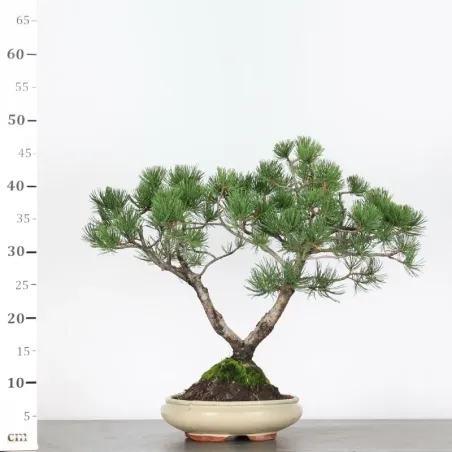 image supplémentaire - BONSAI PIN MUGO 2-18