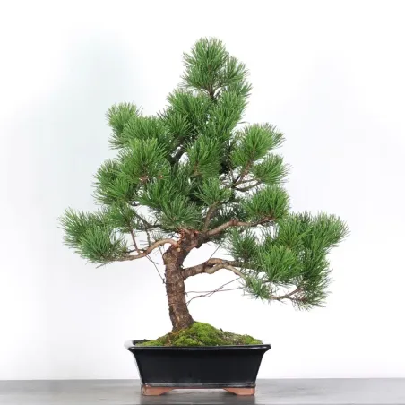 BONSAI PIN MUGO 2-19