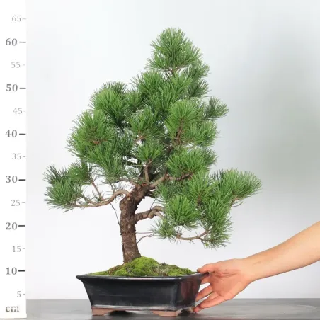 image supplémentaire - BONSAI PIN MUGO 2-19