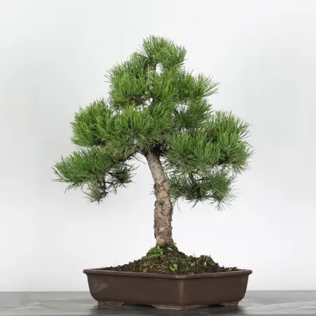 BONSAI PIN MUGO 2-20