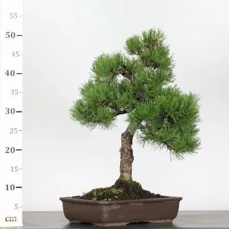 image supplémentaire - BONSAI PIN MUGO 2-20