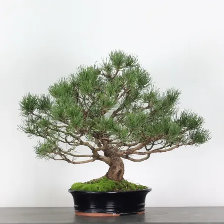 Pin mugo bonsai PM-3-5