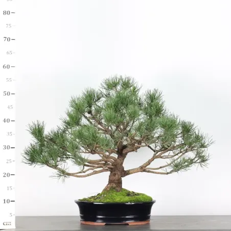 image supplémentaire - BONSAI PIN MUGO 3-5