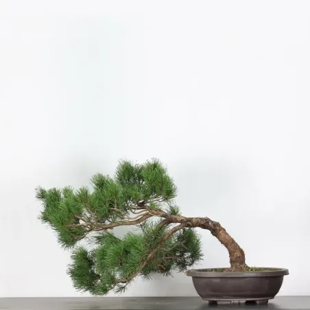 image supplémentaire - PREBONSAI PINUS MUGO 3-9