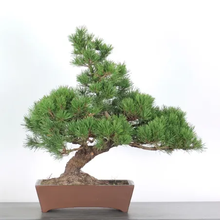 Pin mugo bonsai PM-3-1