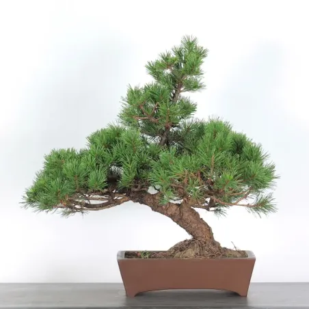 image supplémentaire - BONSAI PIN MUGO 3-1