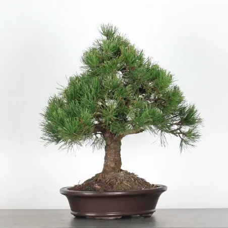 Pin mugo bonsai PM-3-2