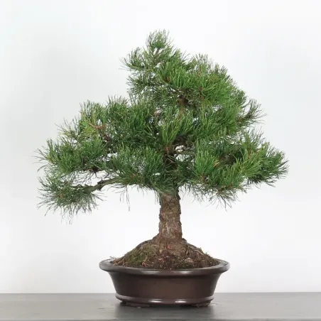 image supplémentaire - BONSAI PIN MUGO 3-2