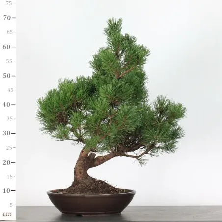 image supplémentaire - BONSAI PIN MUGO 3-4