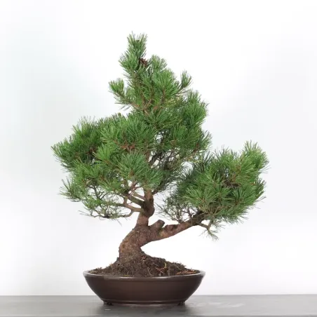 Pin mugo bonsai PM-3-4