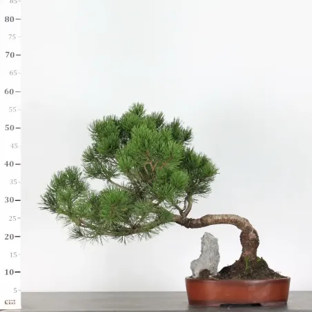 image supplémentaire - BONSAI PIN MUGO 3-6