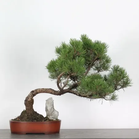 Pin mugo bonsai PM-3-6