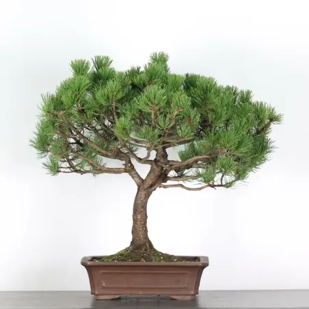 Pin mugo bonsai PM-3-7