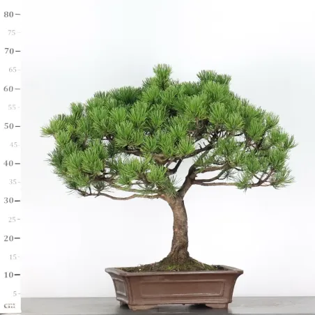 image supplémentaire - BONSAI PIN MUGO 3-7