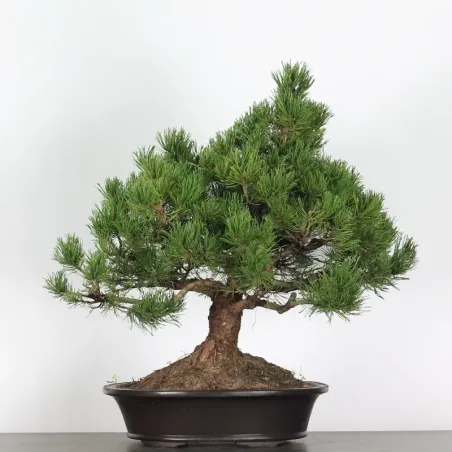 Pin mugo bonsai PM-3-8